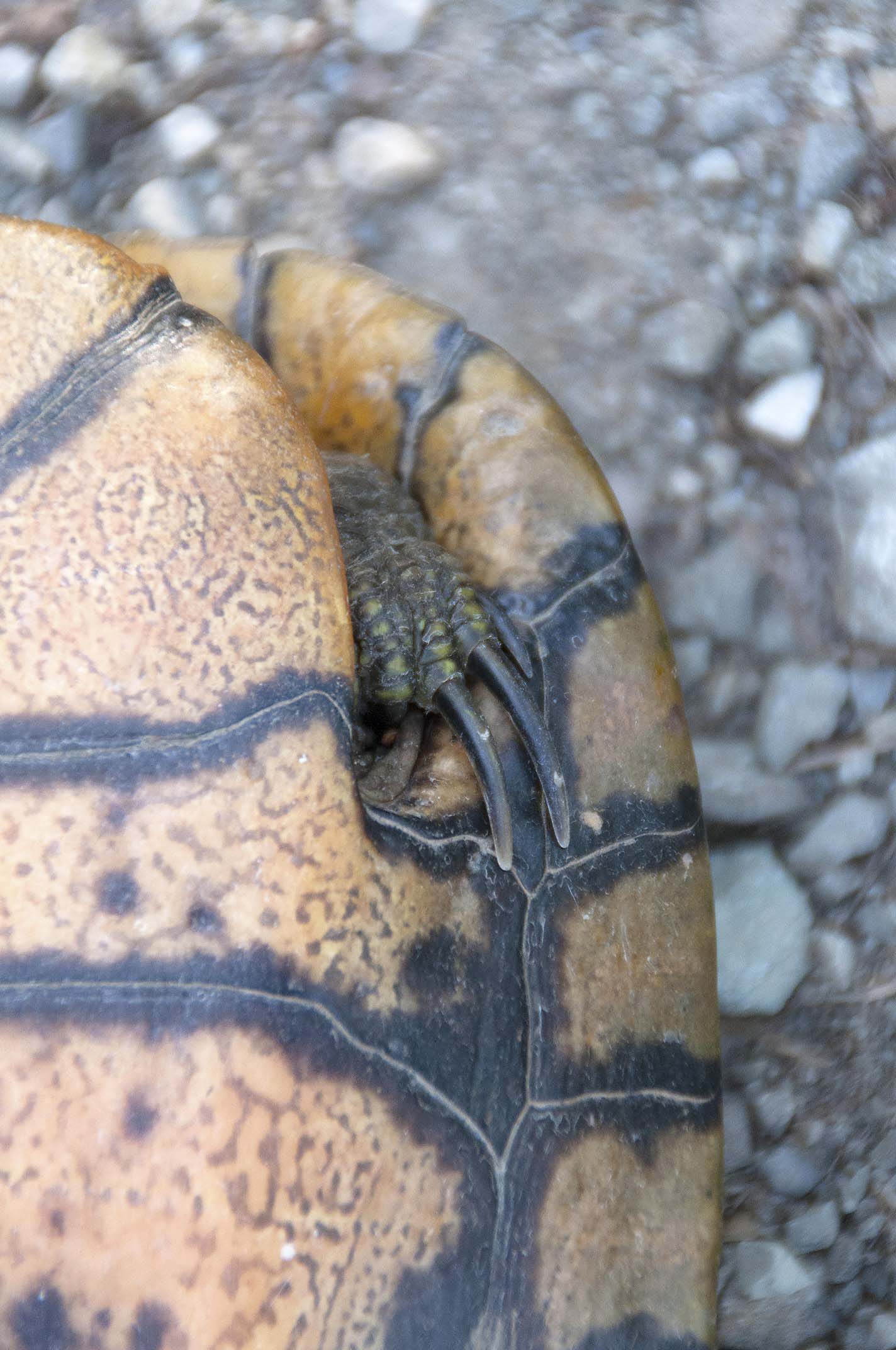 Trachemys spp.  della pianura modenese